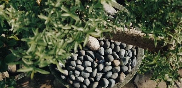 High angle view of vegetables on ground