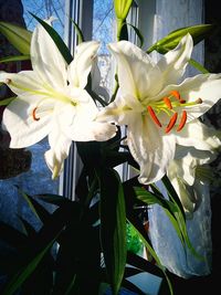 Close-up of white lily blooming outdoors