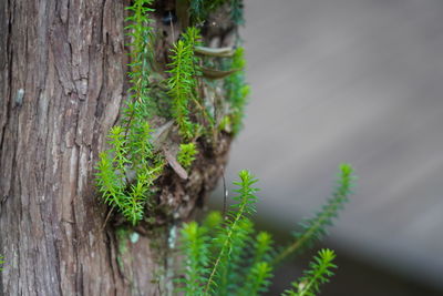 Close-up of tree trunk