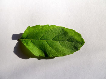 Close-up of leaf over white background