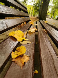 Close-up of yellow leaves on wooden bench