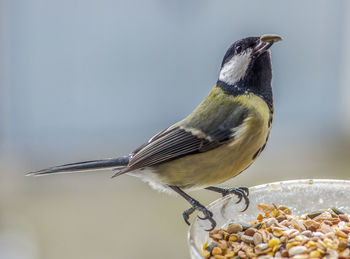 Close-up of bird eating food