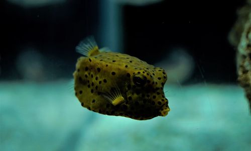 Close-up of fish swimming in sea