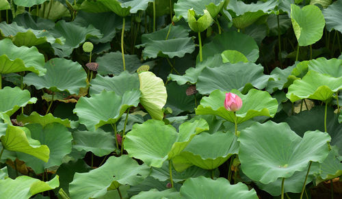 Close-up of lotus water lily on leaves