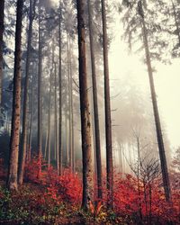 Trees in forest