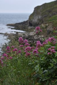 Pink flowering plants at beach against sky