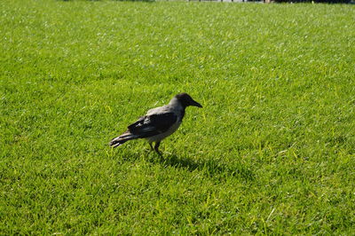 Bird in a field