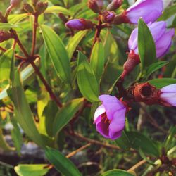 Close-up of flowers blooming outdoors