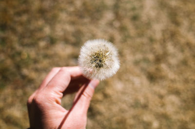 Close-up of hand holding dandelion outdoors