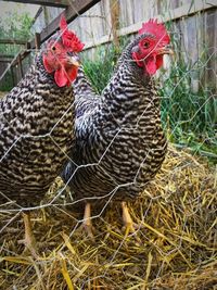 Close-up of rooster in cage