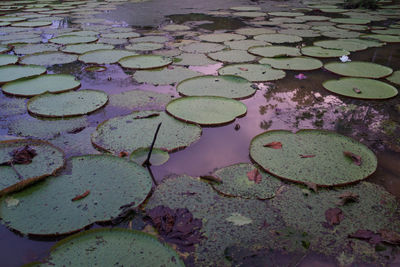 High angle view of lilypads in pond