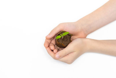 Close-up of hand holding small over white background