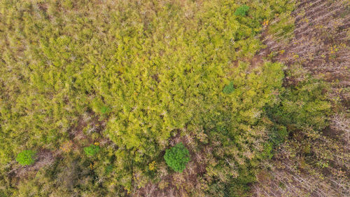 High angle view of plants growing on field