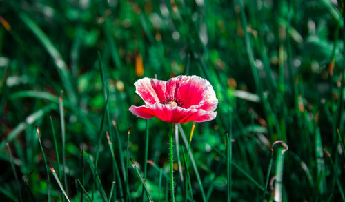 Close-up of pink flower