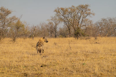 Lioness running on field