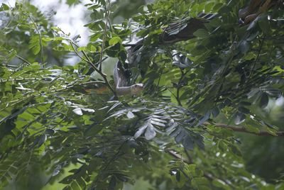 Low angle view of bird perching on tree