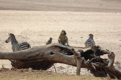 Animal standing on field