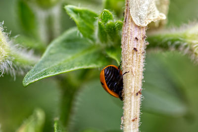 Close-up of ladybug on leaf