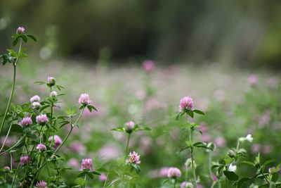 Close-up of pink flowering plant on field