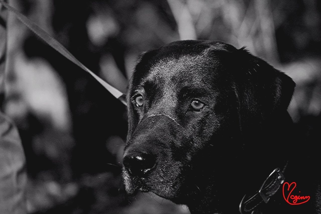 one animal, animal themes, dog, pets, focus on foreground, domestic animals, looking at camera, close-up, mammal, portrait, animal head, part of, black color, animal body part, one person, day, outdoors, pet collar, front view