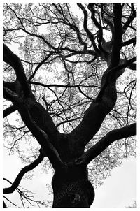 Low angle view of bare trees against sky