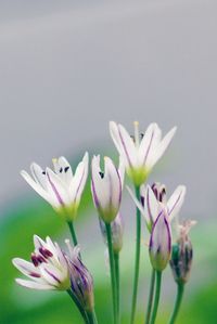 Close-up of crocus blooming outdoors