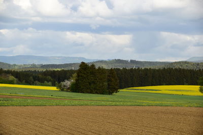 Scenic view of agricultural field against sky