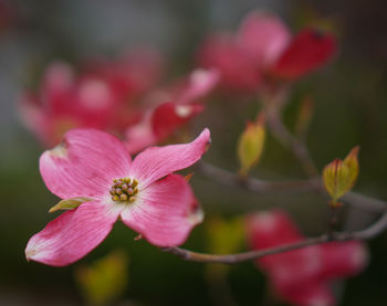 Close-up of pink flowering plant