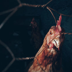 Close-up of a bird