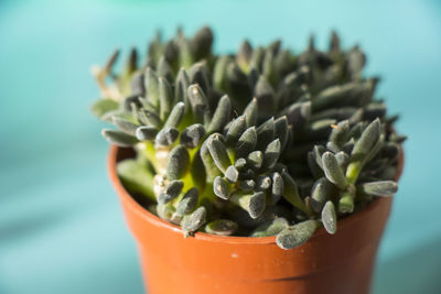 Crassula ovata, money tree succulent on the window