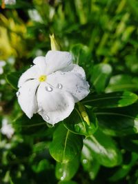 Close-up of wet white flower blooming outdoors