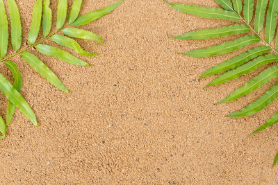 High angle view of plants