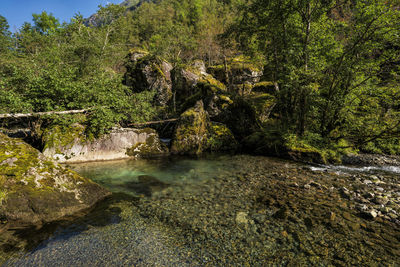 River flowing amidst trees in forest