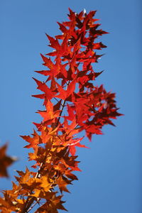 Low angle view of maple tree against blue sky