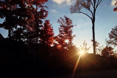 Sun shining through trees