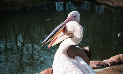 View of pelican on lake