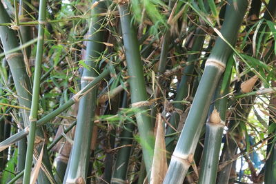 Close-up of bamboo plants