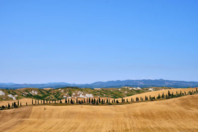 Hay bales on field against clear blue sky