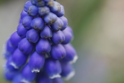 Close-up of purple flowering plant