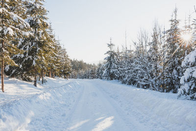 Bare tree on snow covered landscape