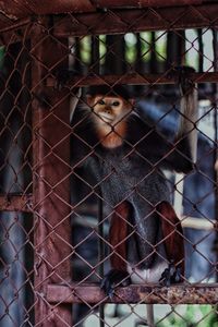 Portrait of horse in cage