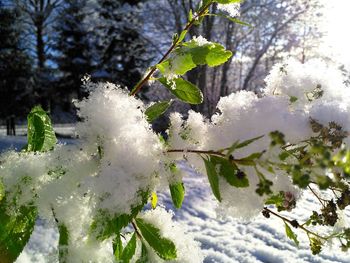 Close-up of snow on plant during winter
