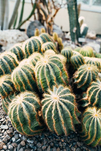 Full frame shot of plants