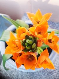 Close-up of orange flowering plant