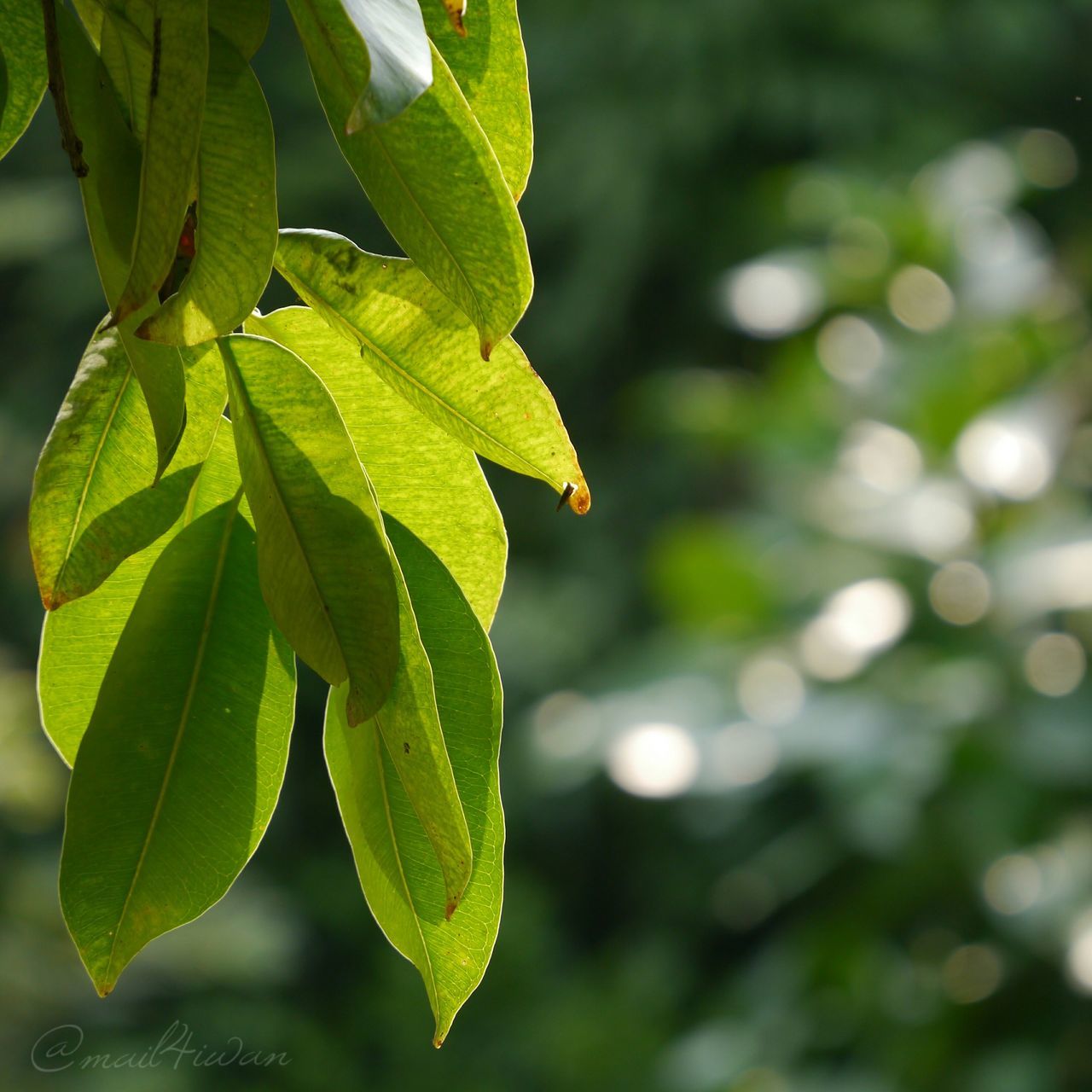 CLOSE-UP OF FRESH GREEN LEAF