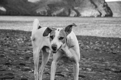 Close-up portrait of dog