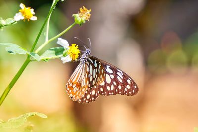 Close-up of butterfly pollinating on flower