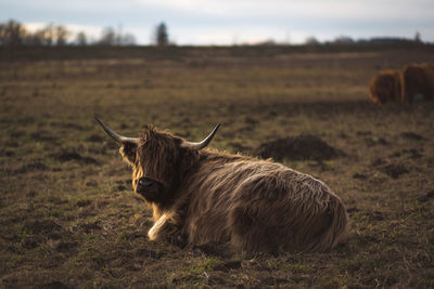 Highland cattle on field