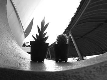 Potted plant on window sill