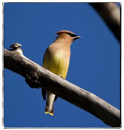 Low angle view of bird perching on branch against blue sky